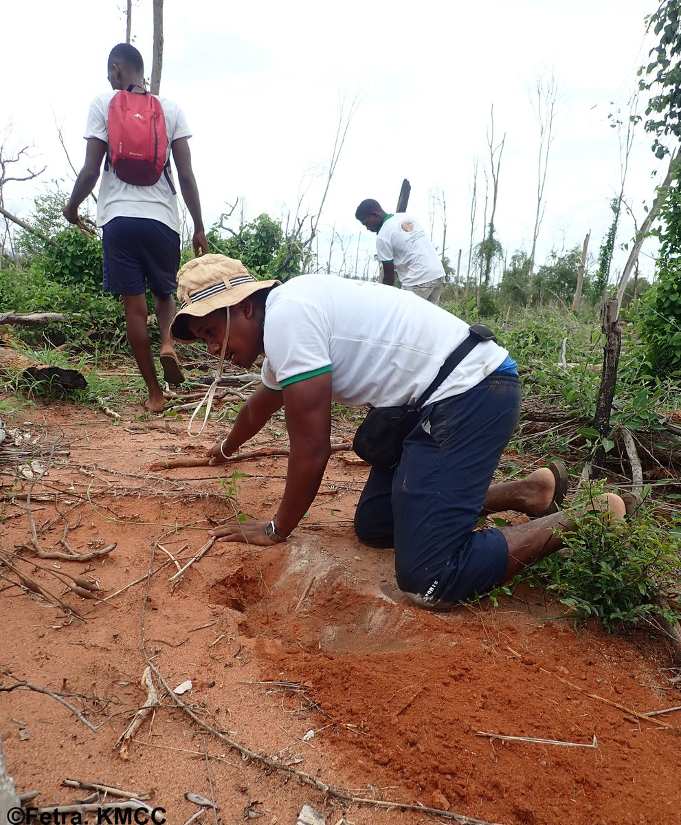 Restore the degraded forest of #Menabe_Antimena, @TeamKMCC and youth #FOSA association have started in the #Marofandilia area during the regional tree planting in #Morondava