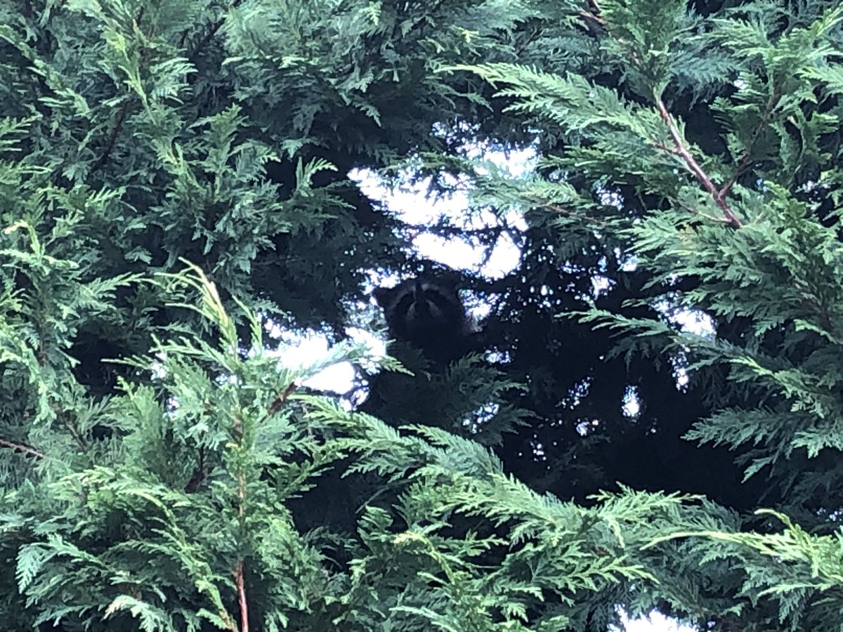 caseyriddell44's tweet photo. #TFW you’re being watched 
x3 https://t.co/AfziiM6QDf