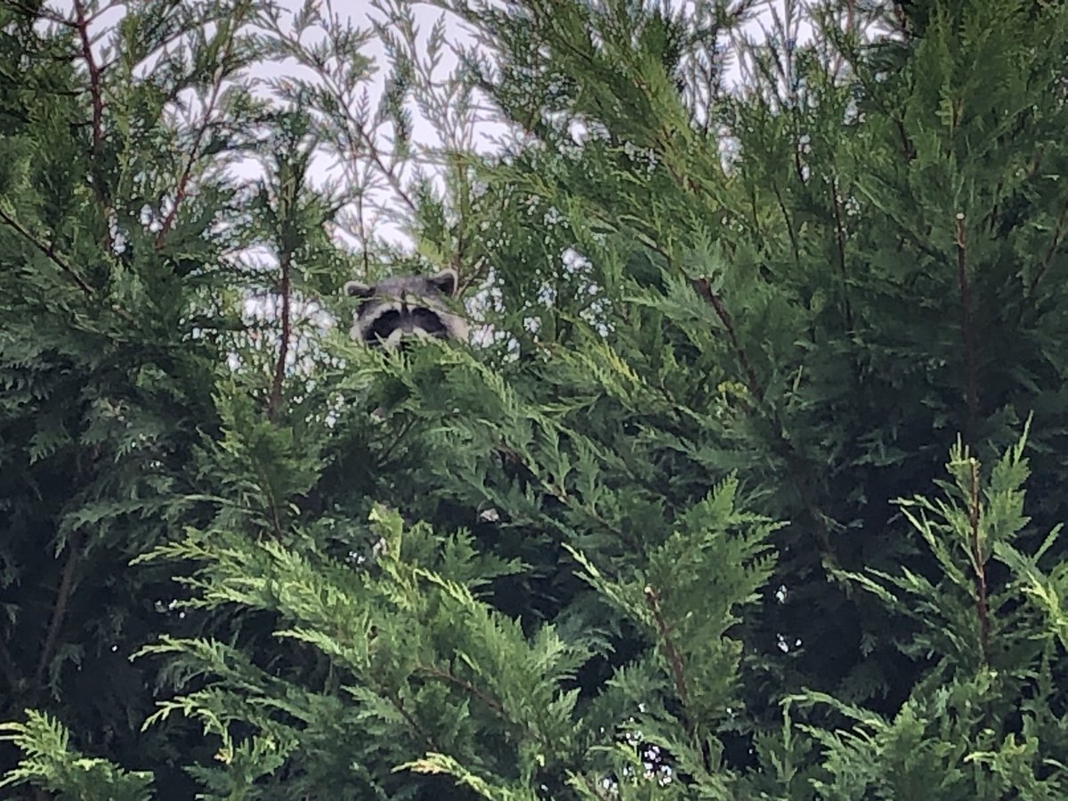caseyriddell44's tweet photo. #TFW you’re being watched 
x3 https://t.co/AfziiM6QDf