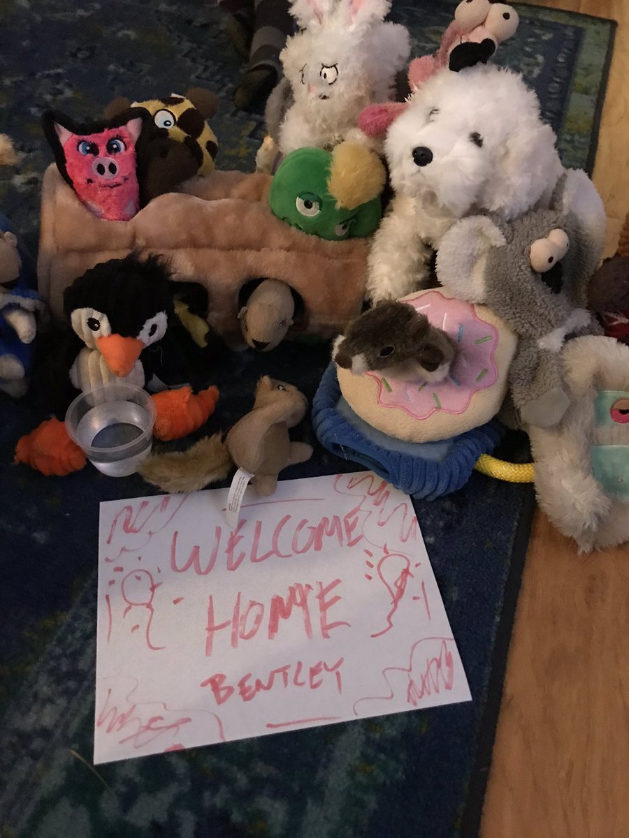 My dog accidentally ate a weed gummy today so I spent the afternoon watching football from an animal hospital. Good news: he’s fine, will just probably be stoned for the rest of his life. Pls send snax.