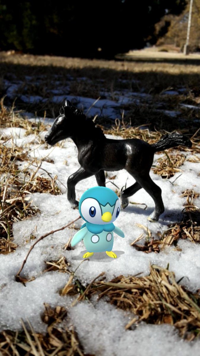 Icarus_Friends's tweet photo. What better way to spend a day than catching shiny Pokemon! We found this shiny #piplup during Pokemon Community Day. And thankfully we found a small patch of snow, so he felt totally at ease in the picture. 

#icarusandfriendsponies #pokemongo #PokemonGOCommunityDay https://t.co/WJNItZGhrj