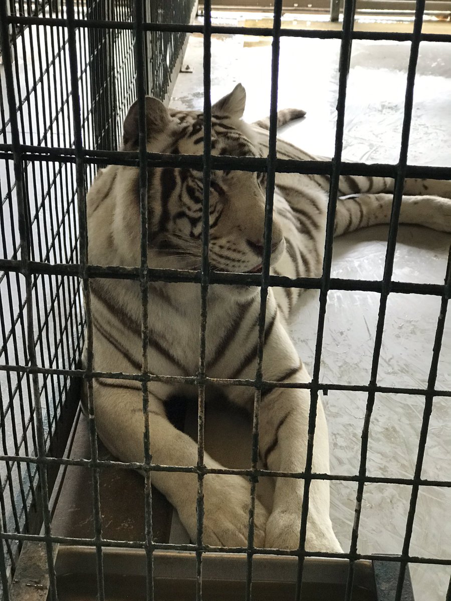 youngwidowmommy's tweet photo. Amazing day at the big cat habitat and sanctuary with @WandallFound he even got to love on some goats. #windowmommy #badasswidow https://t.co/BBznCX1qyG