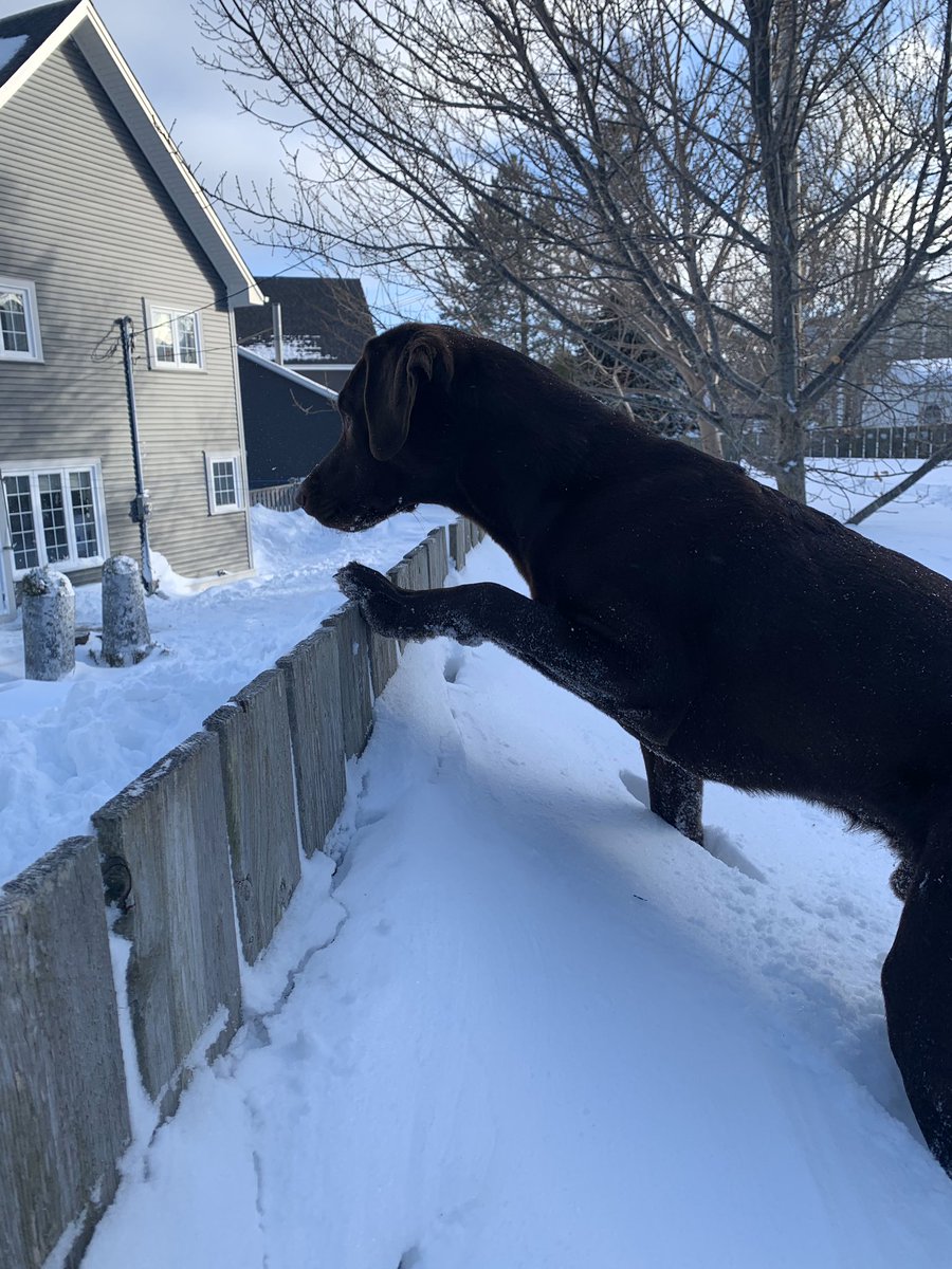 This is our favourite blizzard 2020 picture. Should I go over or not?!?This place has gone to the dogs #blizzard2020 #nlsnowstorm2020 #stormchips #StateofEmergency