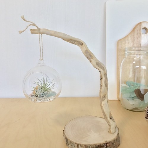 エアープランツホルダー