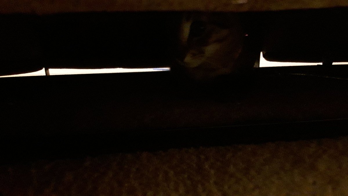 BenGrygier's tweet photo. New cat likes to hide https://t.co/tiQ6vBQRUQ
