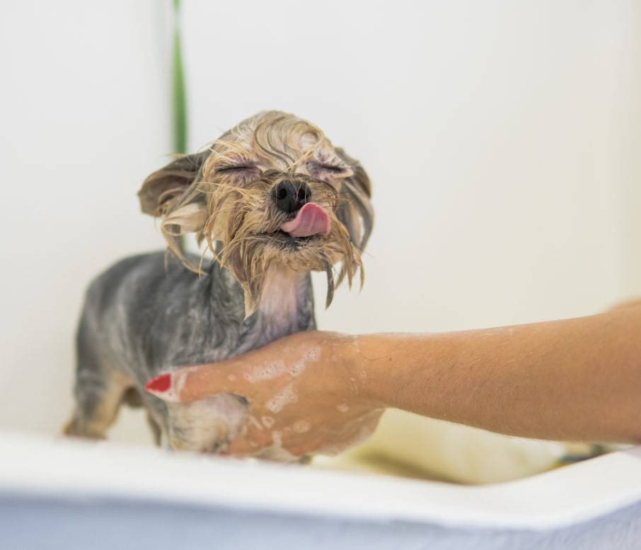 TIPS PARA HACER FELIZ TU PERRO🐶

Tip#2Higiene del animal. 

Es importante mantener la higiene de la mascota al día: orejas, boca y pelo.
#TipsMascotas #TipsHuellasColombia