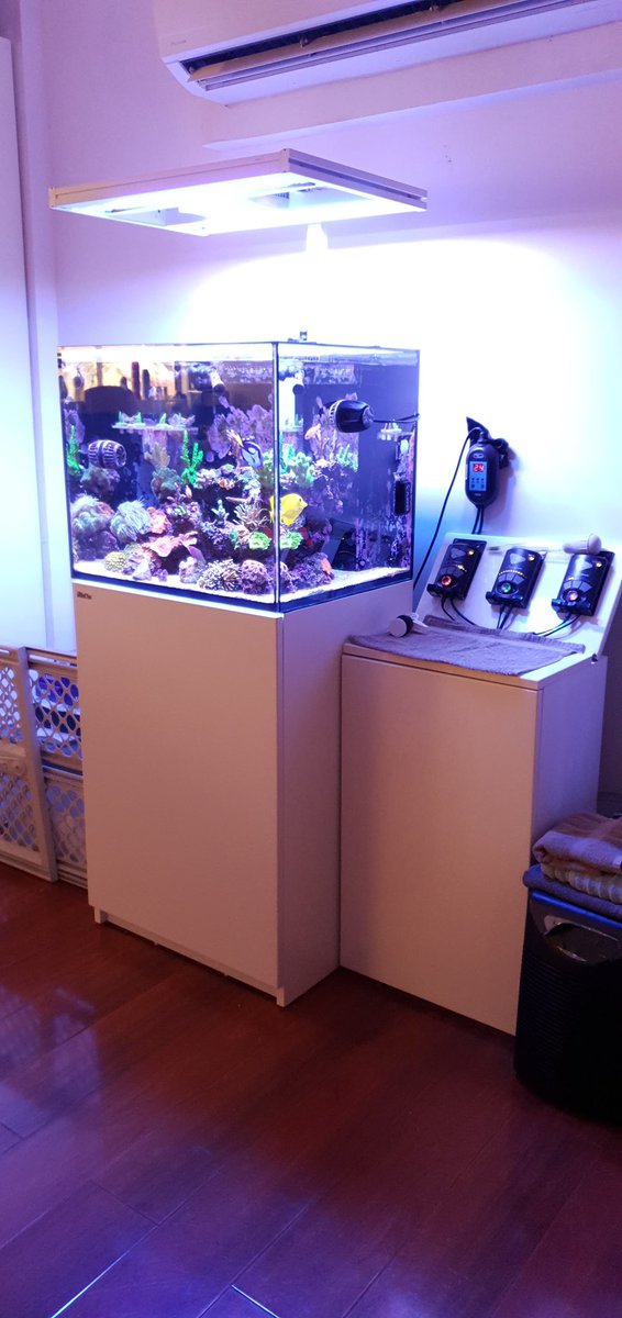 Reefanabolics's tweet image. Fuelled by Reef Anabolics 🇦🇺 Check out Chris’s beautiful Australian nano reef 🌈💓☺️ #reefanabolics #RA #reefingmadeeasy #nanotank #nanoreef #reefbuilders #reefing #saltwatertank #reeftank #GBR #coral #zoanthids #acropora #montipora #reef #allmymoneygoestocoral #reefer