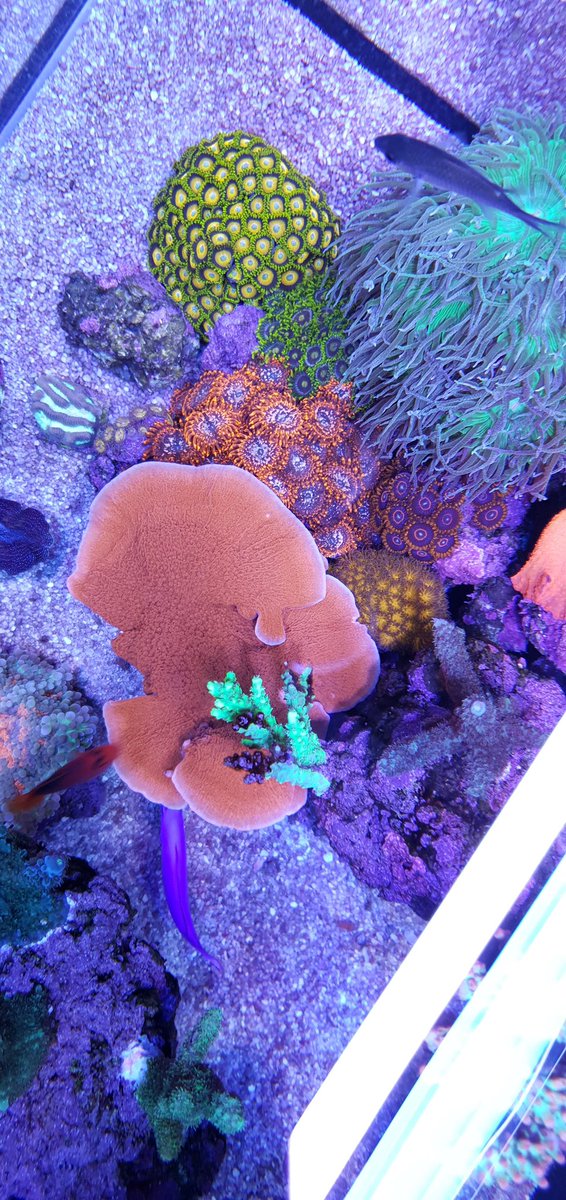 Reefanabolics's tweet image. Fuelled by Reef Anabolics 🇦🇺 Check out Chris’s beautiful Australian nano reef 🌈💓☺️ #reefanabolics #RA #reefingmadeeasy #nanotank #nanoreef #reefbuilders #reefing #saltwatertank #reeftank #GBR #coral #zoanthids #acropora #montipora #reef #allmymoneygoestocoral #reefer