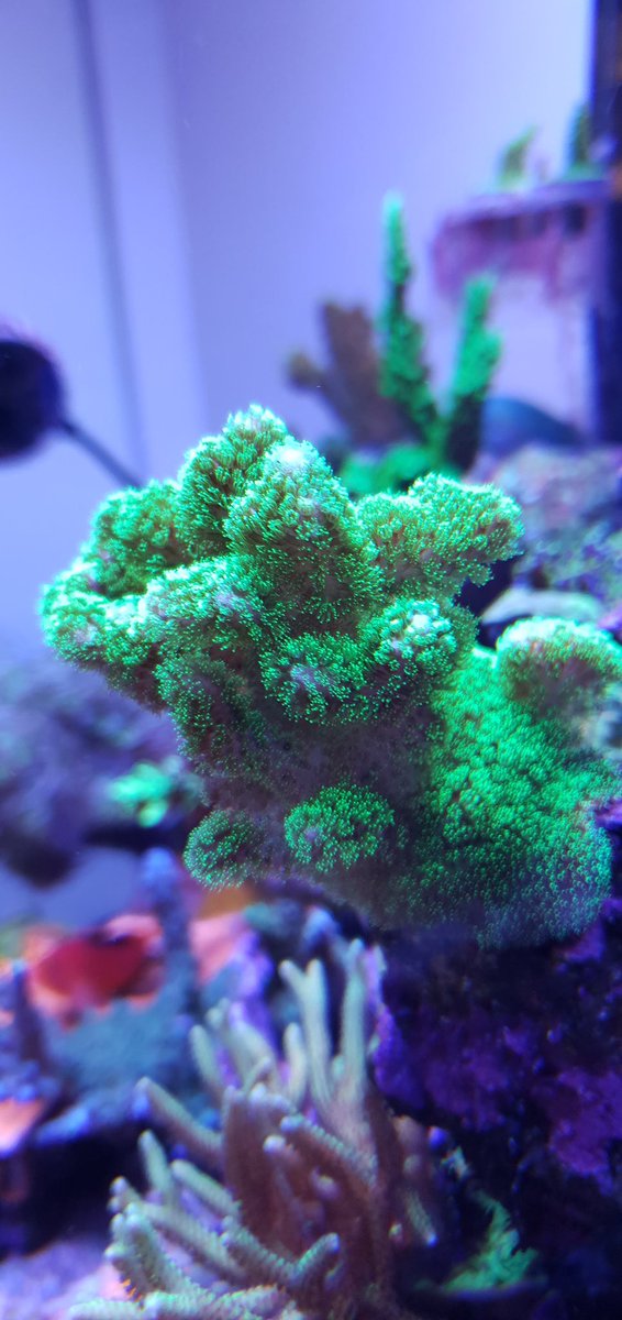 Reefanabolics's tweet image. Fuelled by Reef Anabolics 🇦🇺 Check out Chris’s beautiful Australian nano reef 🌈💓☺️ #reefanabolics #RA #reefingmadeeasy #nanotank #nanoreef #reefbuilders #reefing #saltwatertank #reeftank #GBR #coral #zoanthids #acropora #montipora #reef #allmymoneygoestocoral #reefer