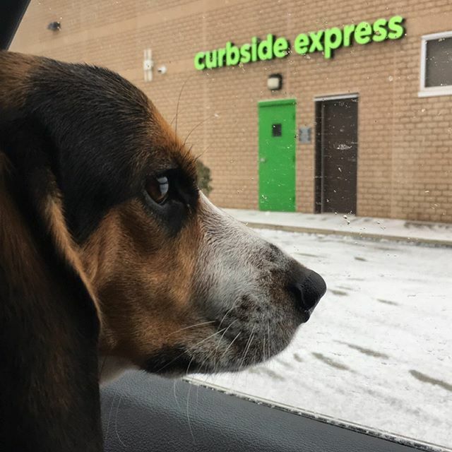 bri0039's tweet photo. Ordering groceries online is so convenient and Brook loves going along for the ride #gianteagle #curbsideexpress #beagle https://t.co/lWOYVirg0M https://t.co/jUK7uDOLHF