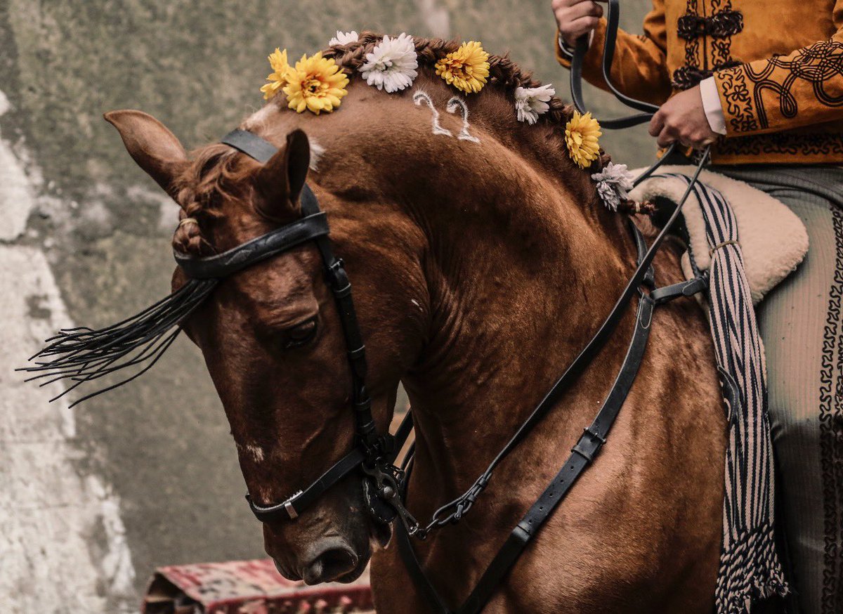 NTR Toros tweet media