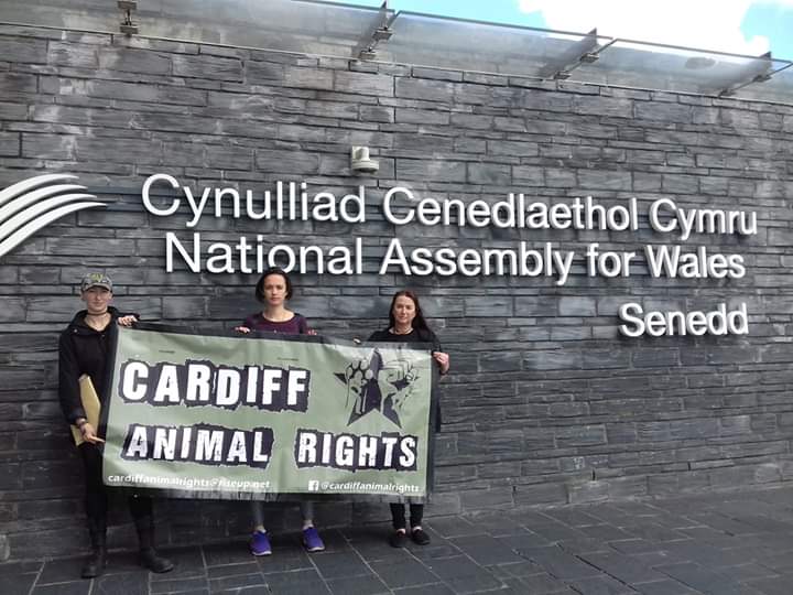 CardiffARG's tweet image. Handing in our Ban the Sale of Real Fur in Wales petition at the Senydd