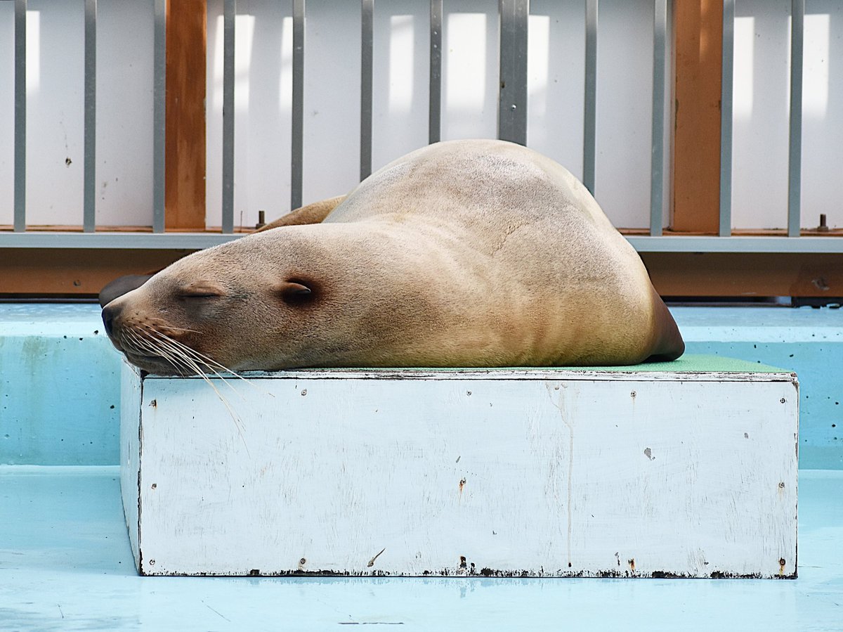 土佐春 めちゃからまったタツノオトシゴw 仕事してるチンアナゴ 寝顔が美しいトド かわいいかわいいムムとテテ 01 19 桂浜水族館 高知県