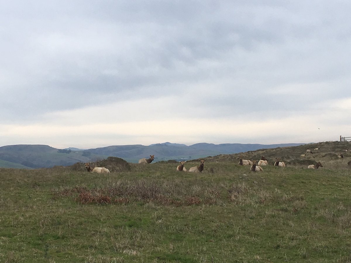 Today my family went hiking the Tomales Point Trail <a href="/PointReyesNPS/">Point Reyes NPS</a> and driving back my 4-yo daughter said (and I swear I did not coach her!):
"It seems like the cows get a lot more space than the elk." 
Then asked
"And why do the elk have to live behind a fence?"