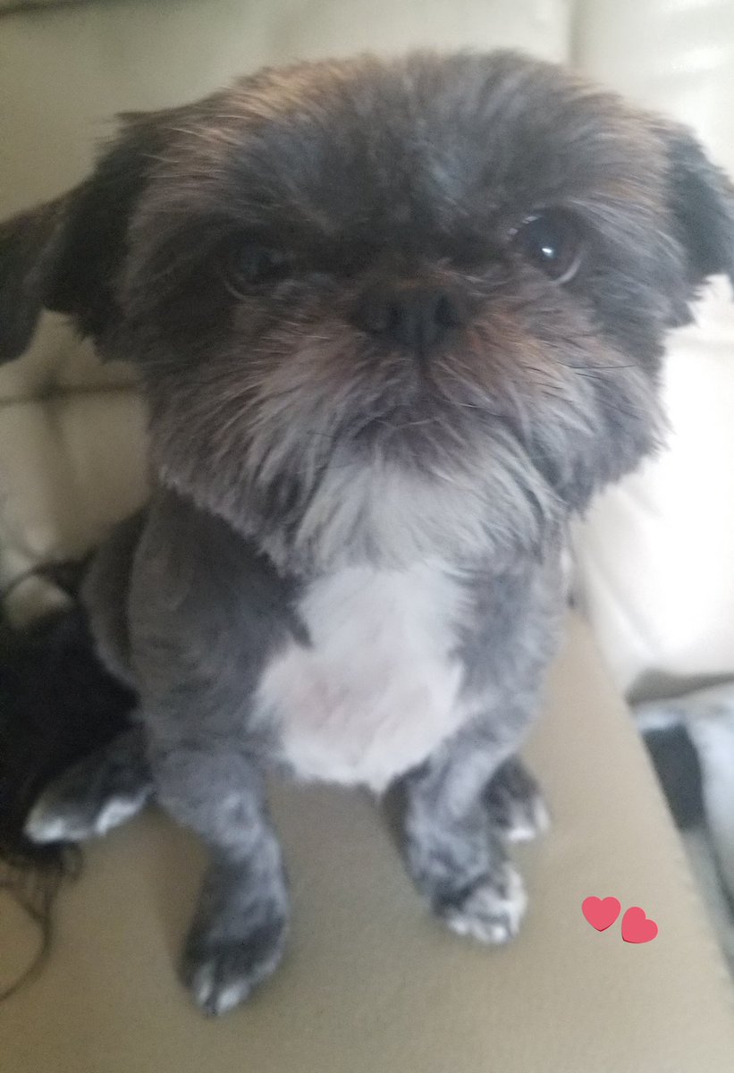 ADHD123SUE's tweet photo. #ThingsITakeForGranted how cute I am! https://t.co/YXMmgzsV9n