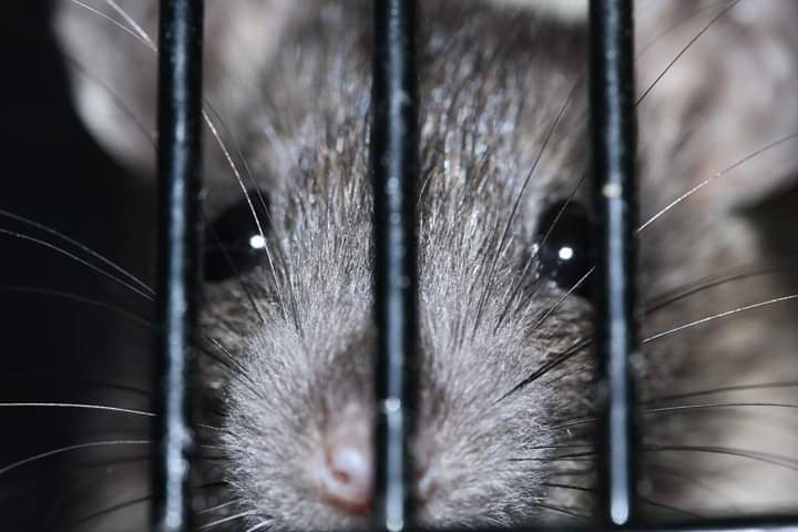 CardiffARG's tweet image. Do you work in Cardiff University or any other Welsh animal testing facility? Do you work with animals trapped in labs? 
Are you sick of seeing their suffering? 
Contact us in confidence, let us try to help the animals together. 
Do the right thing. Blow the whistle.