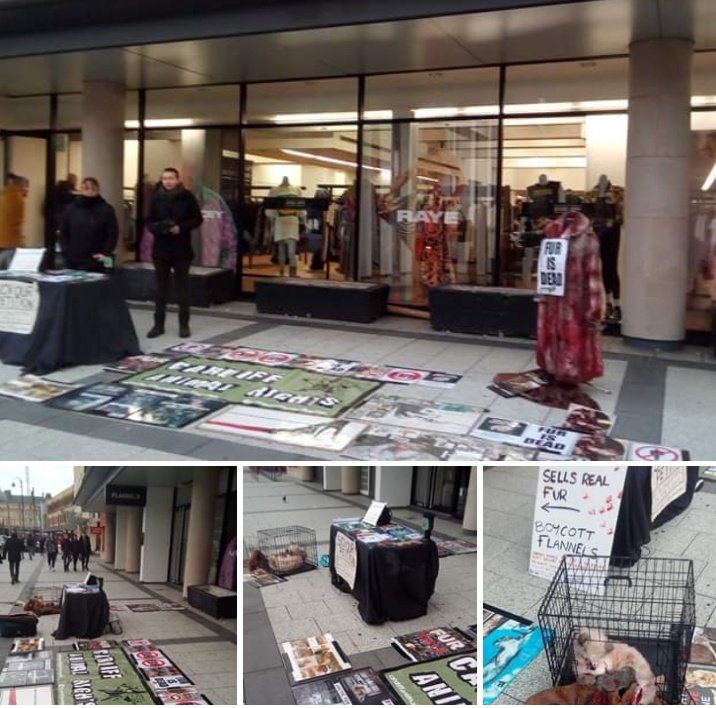 CardiffARG's tweet image. One of our regular anti fur protests outside Flannels in Cardiff.
#fur #furhurts #furisdead #fuckfur