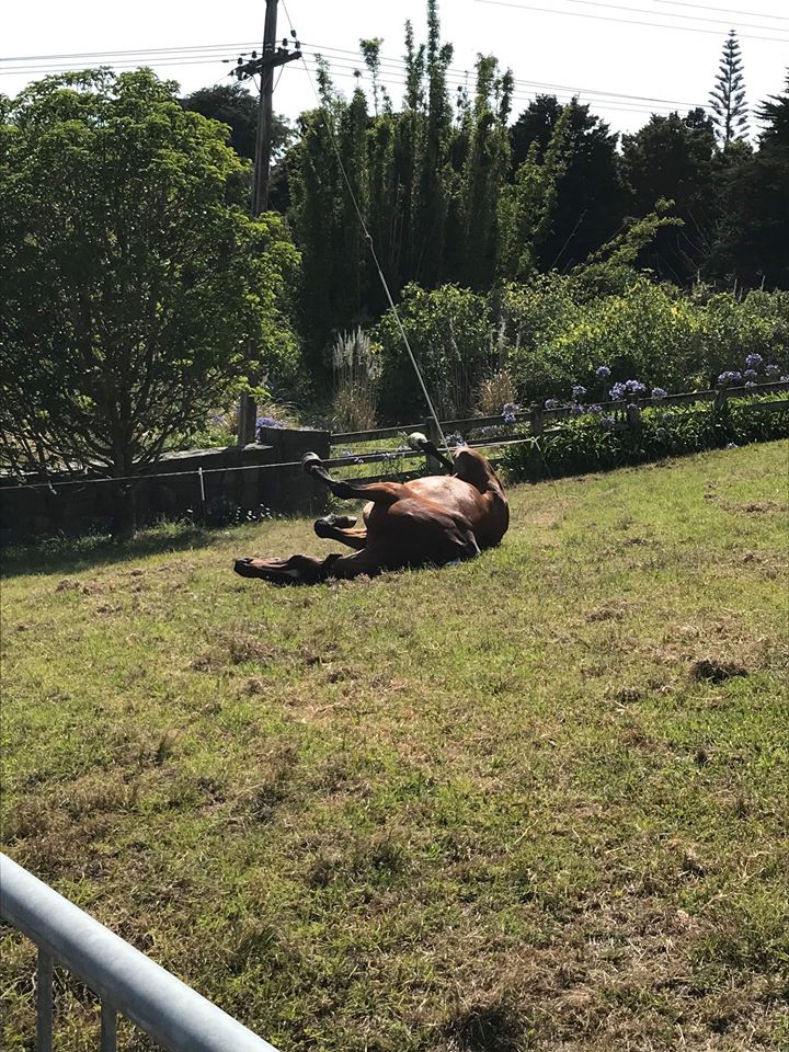 Equine_Freight's tweet photo. Toohey looks happy after his flight to NZ where he will be retiring #Happyretirement #yourhorseisourpriority #EIAFtransported https://t.co/TKsxB2FZ9h