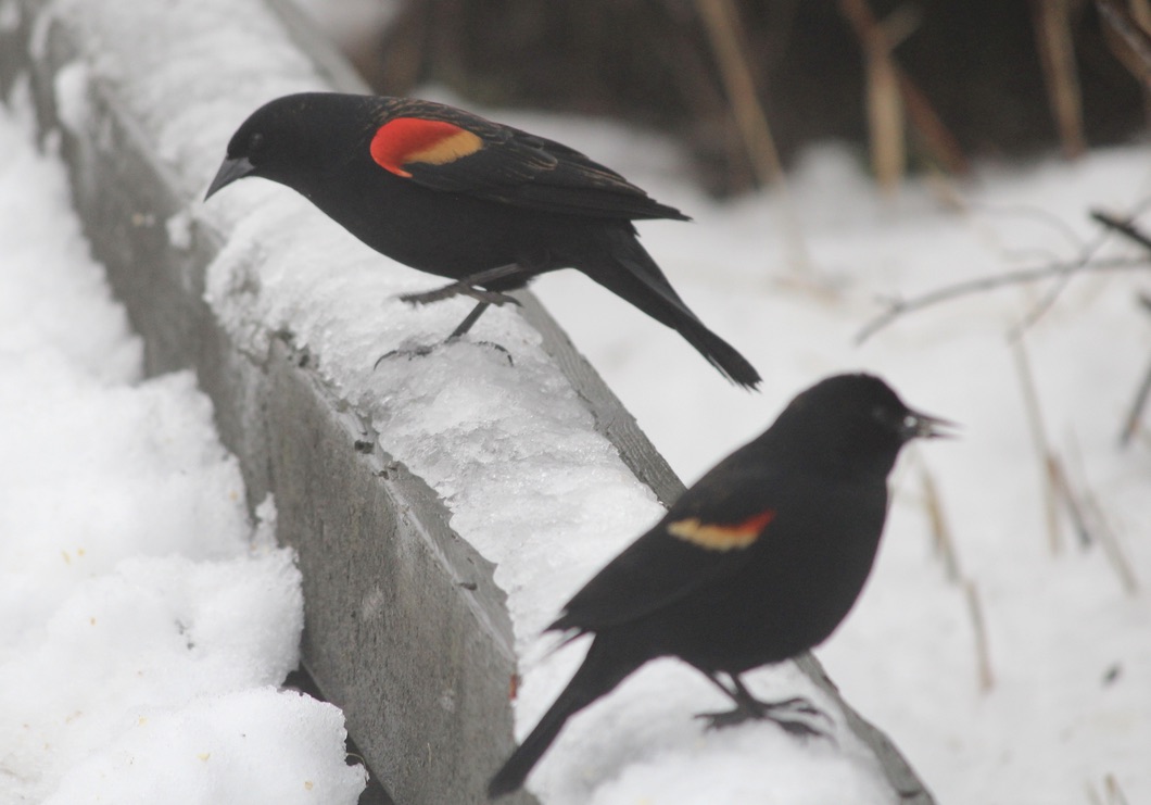 Two red-winged blackbirds sit on a ledge.  One has a raised foot while the other eats a seed.