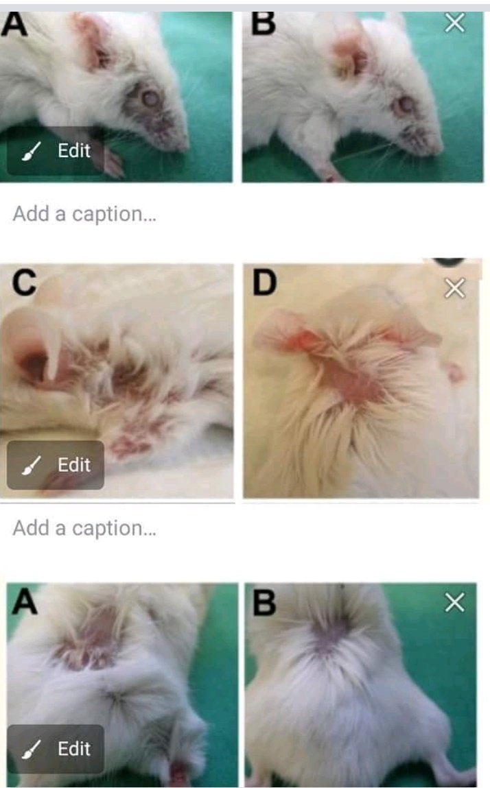 CardiffARG's tweet image. Cardiff University involved in experiments on mice that causes "blistering skin disease"