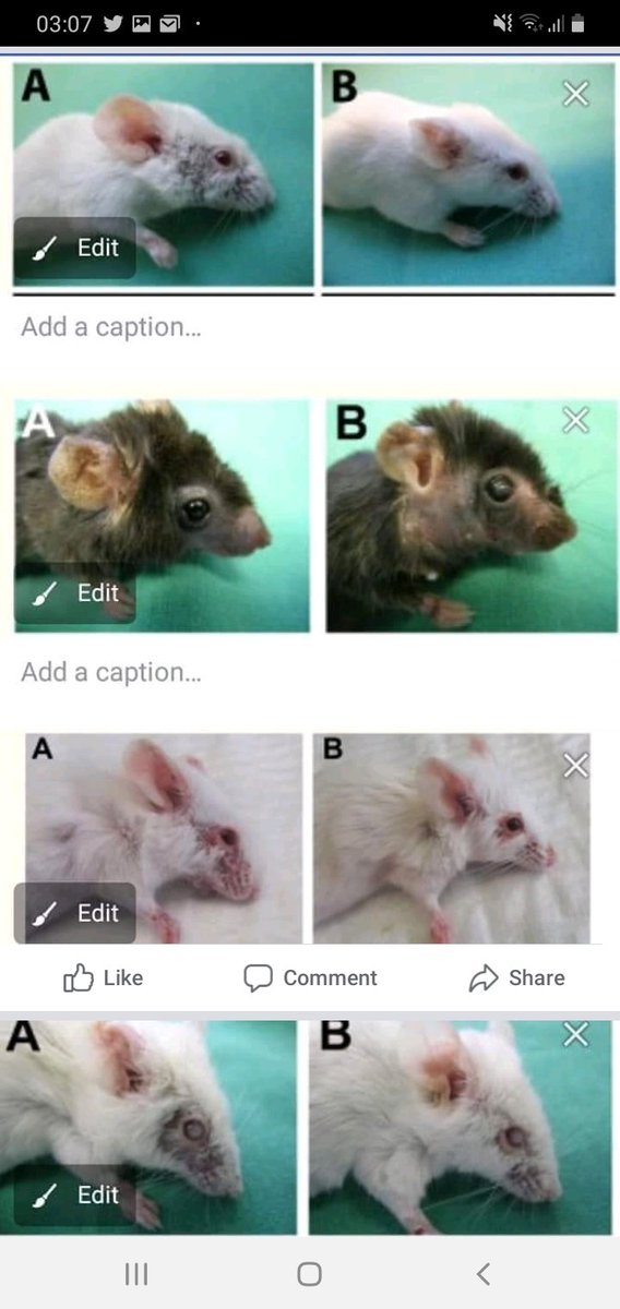 CardiffARG's tweet image. Cardiff University involved in experiments on mice that causes "blistering skin disease"