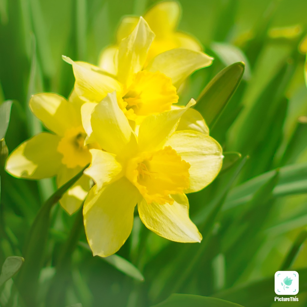 Daffodils Flower Information In Hindi Best Flower Site