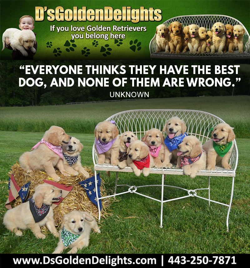 DsGolden_'s tweet image. “Everyone thinks they have the best dog, and none of them are wrong.” – Unknown
#dsgoldendelights