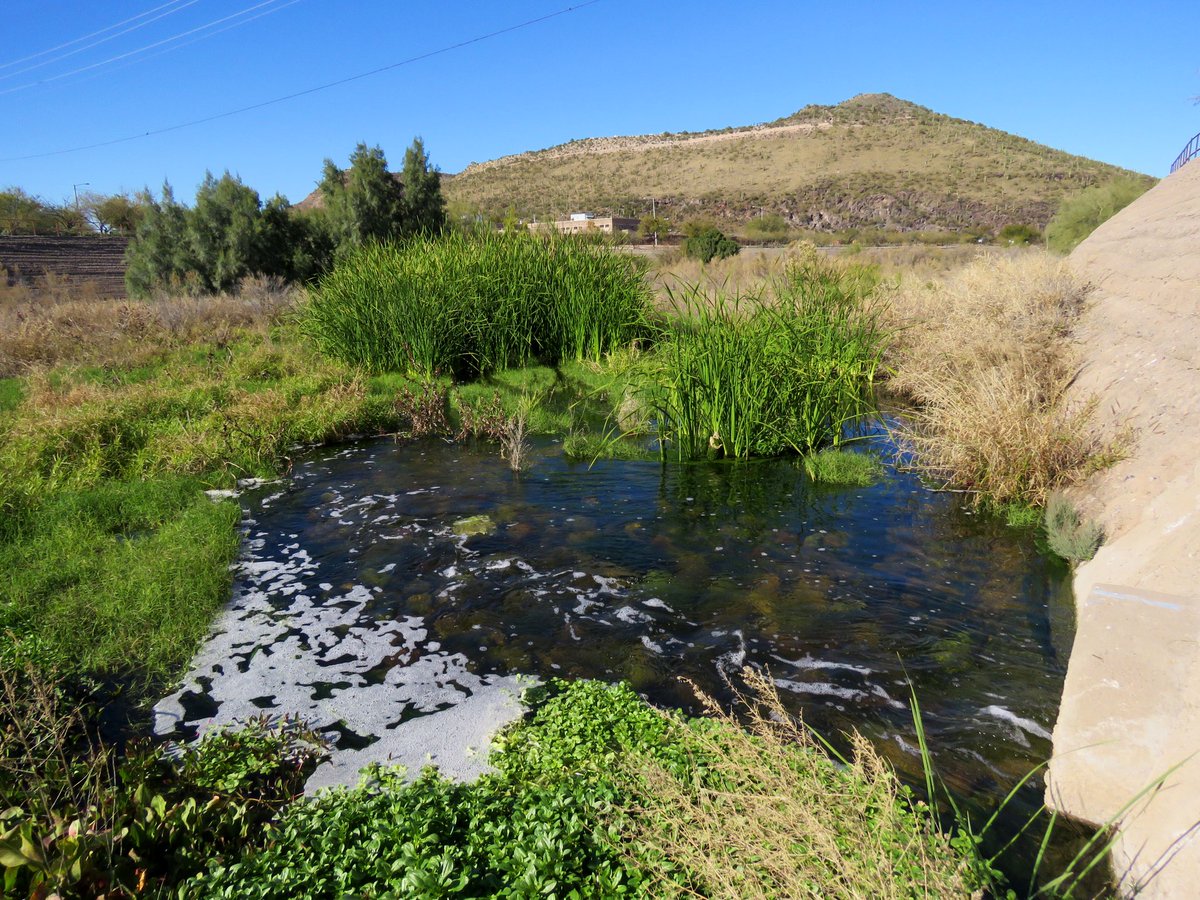 mtbogan's tweet photo. Look at all the wetland plants that have grown along the Santa Cruz River since @TucsonWater started releasing treated effluent in June! 

Jun 2019 (left) vs Jan 2020 (right) https://t.co/IIMWBEerfm