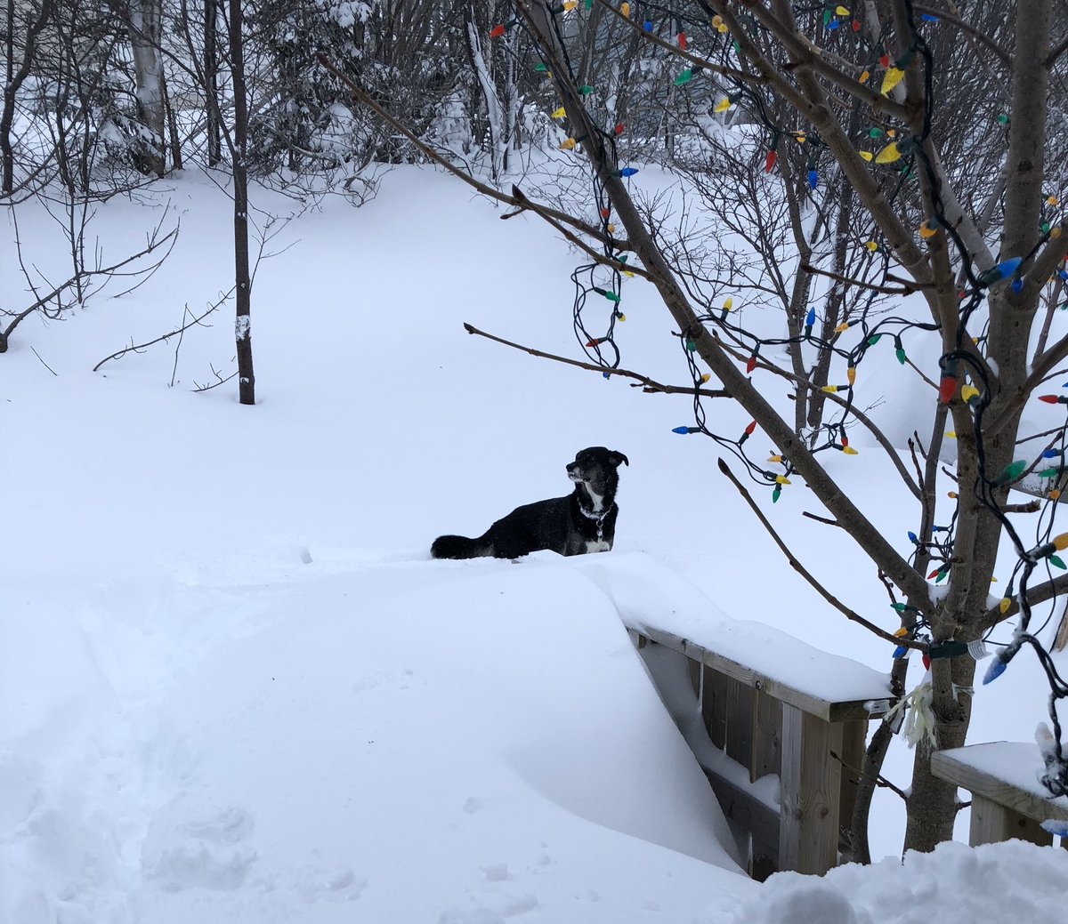 kathyhackett's tweet image. There used to be a fence Chip pondered! #freedom #DogsofMUNGeography