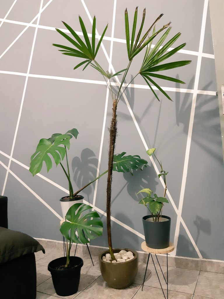 IgorCustOliv's tweet photo. E seguimos cultivando o verde, que em troca vai recarregando a casa com sua energia!! #houseplants #plantas #urbanjungle #jardinando #minijardim #plantasemapartamento #greenpower #decor #plantasdecasa #vidaverde #mostera #raphis #singonio https://t.co/JsjPNthOq1