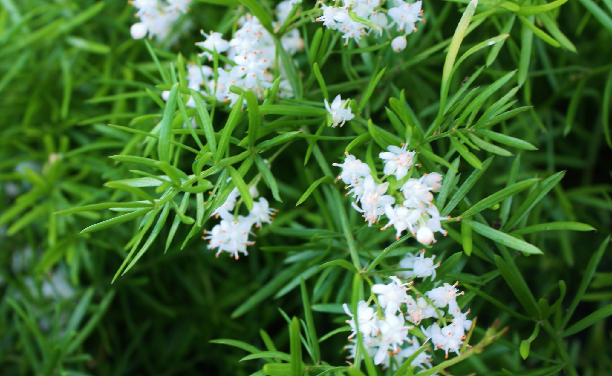 Uzivatel 花 Na Twitteru 普遍 的なものにしか学問はない アリストテレス 古代ギリシャの哲学者 今日の誕生花 アスパラガス 花言葉 普遍 アスパラガス スプレンゲリーの花 12時 ﾅｴ T Co Z3qngahzgo Twitter