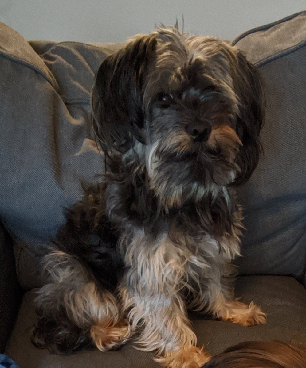 SPLMunch's tweet image. Pictured: Me, realizing tomorrow is Monday so dad has work meaning I'll be home alone for more than 30 minutes 😱