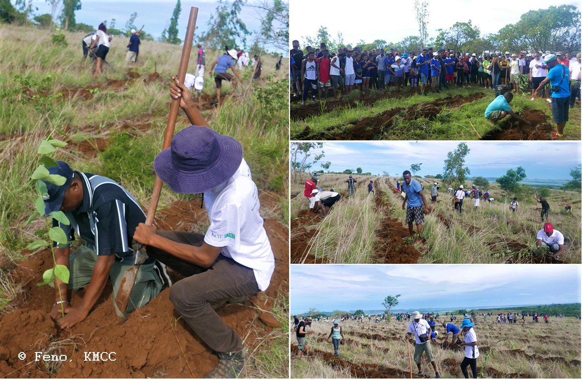Reboisement régionale #Antsiranana #Diana_Region #Madagascar: 60000 plants ont été transplantés dans 30ha par les ONG, programmes, les secteurs privés, les associations, les établissements scolaires, les universités, les forces de l'ordre, les representants de l'état @TeamKMCC