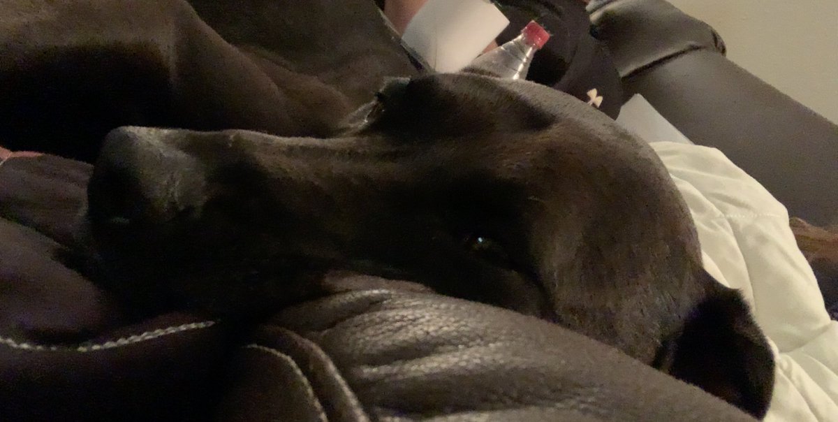 SweetGoodGirl1's tweet photo. Happy Pupper Momma โค๏ธโค๏ธโค๏ธ #AudiMay #Piggums I missed my Babies!!!!! https://t.co/3XokwYPut9
