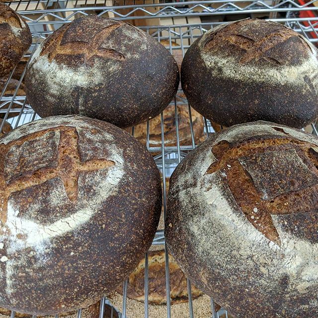 rozbaked's tweet photo. New bread alert! This is the 60/40 whole wheat boule.  60% stone ground whole wheat 40% bread flour 83% water 25%levain  2% salt. Available daily at the bakery and soon perhaps at the wholesale zones. Maybe we should be coating these in cracked wheat or … https://t.co/pr1fgfnYH3 https://t.co/Ap7Bbq3aLr