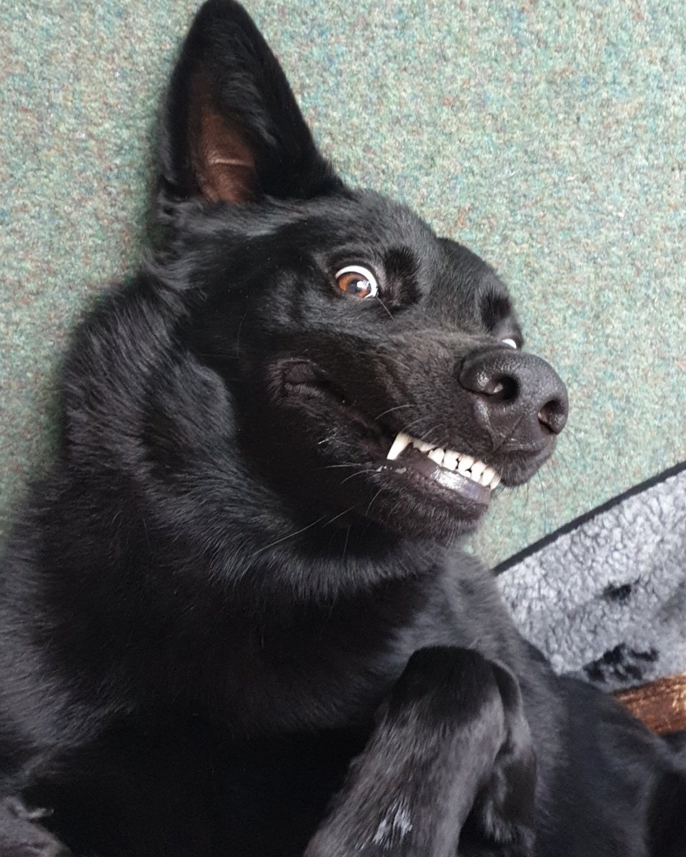 inspirebelief_'s tweet photo. I love a good laugh and I ADORE dogs, so any dogs that make me laugh are a guaranteed sadness-buster, like Woody (The Woodster) here 😆. Just look at that handsome face! #cheese #BlueMonday - @Ellie_Lyall PR Executive https://t.co/aldRkresFs