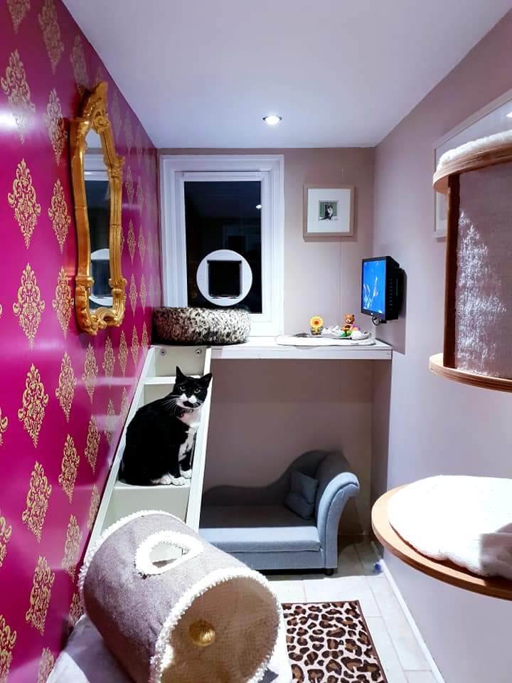 Garforth Cattery The Pet Joint on Twitter: