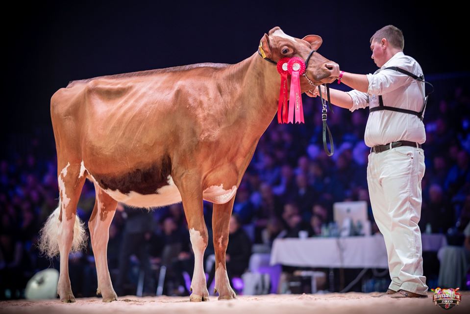 cogentbreeding's tweet photo. An ABSOLUTE success for the Red & Whites at the Swiss Expo.
🏆 ZAIA - Grand Champion
🥇Morandale ABSOLUTE QUASPARINE- 1st place Category 10
🥇Mattenhof ABSOLUTE SIDNEY- Best Udder
🥇Les Adoux ABSOLUTE Chalou- 1st place Category 7 & Junior Champion
#SiredByCogent #ShowSuccess https://t.co/4uOQHJW7SD