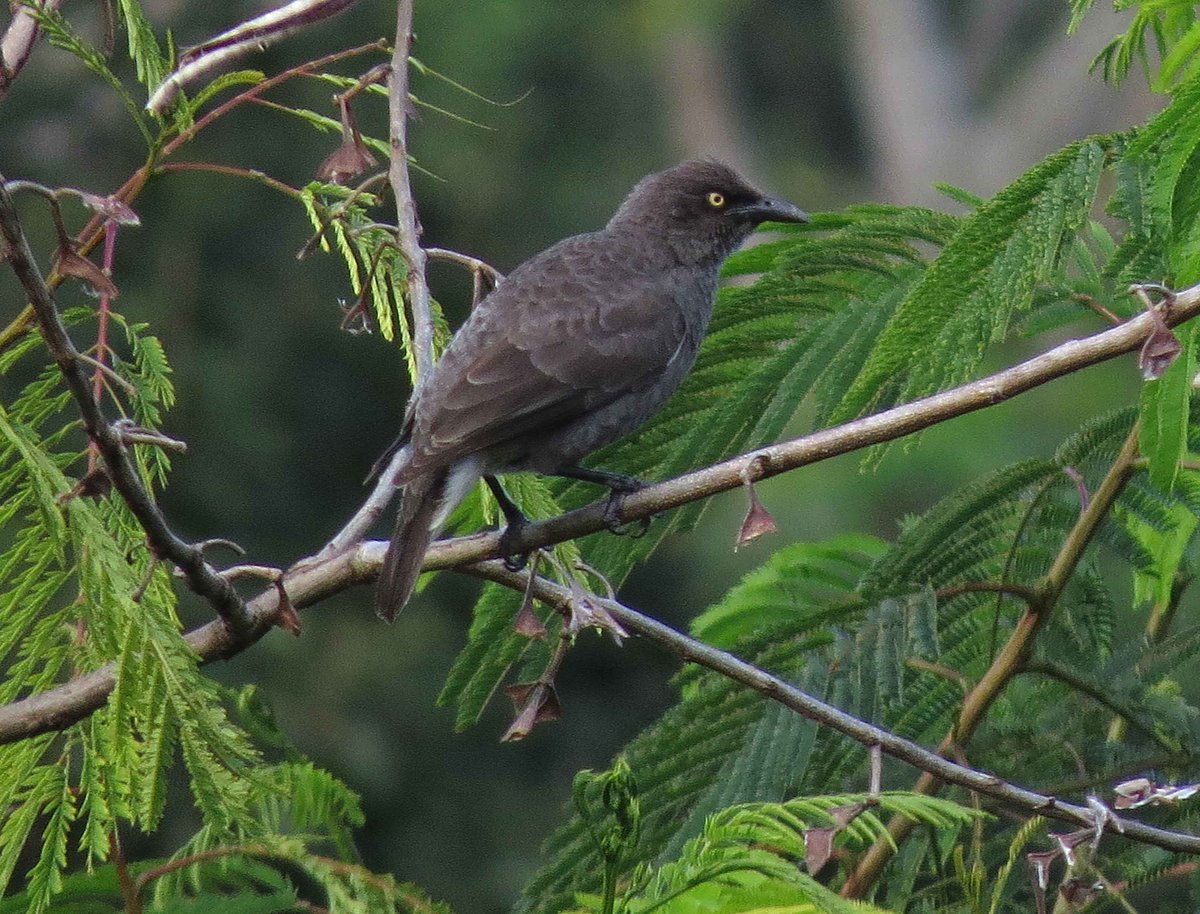 Alan_Brown71's tweet photo. 24th E Polynesia: on Rarotonga, the main Cook Island - Pacific Imperial Pigeon, Lilac-crowned Fruit Dove, Rarotonga Monarch and Rarotonga Starling. https://t.co/NLV4YwuJdQ