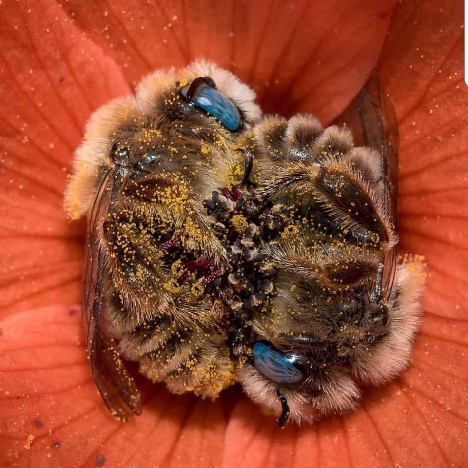 We had a bee hive outside our sleep lab last summer, which prompted me to do a bit of reading about sleep in bees (here’s a couple grabbing a quick snooze in a flower  )