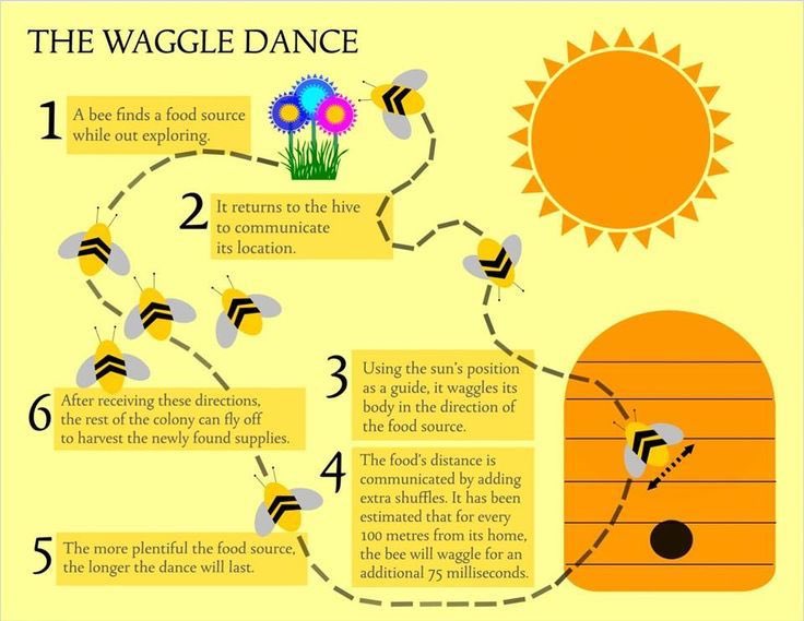 Bees sleep for 5-8 hours, usually at nightWhy? Well, for bees, sleep helps them perform the waggle dances they use to communicate where pollen sources are to the hiveIf they don’t sleep ... they dance more badly(whether the same is true of humans hasn’t been studied )