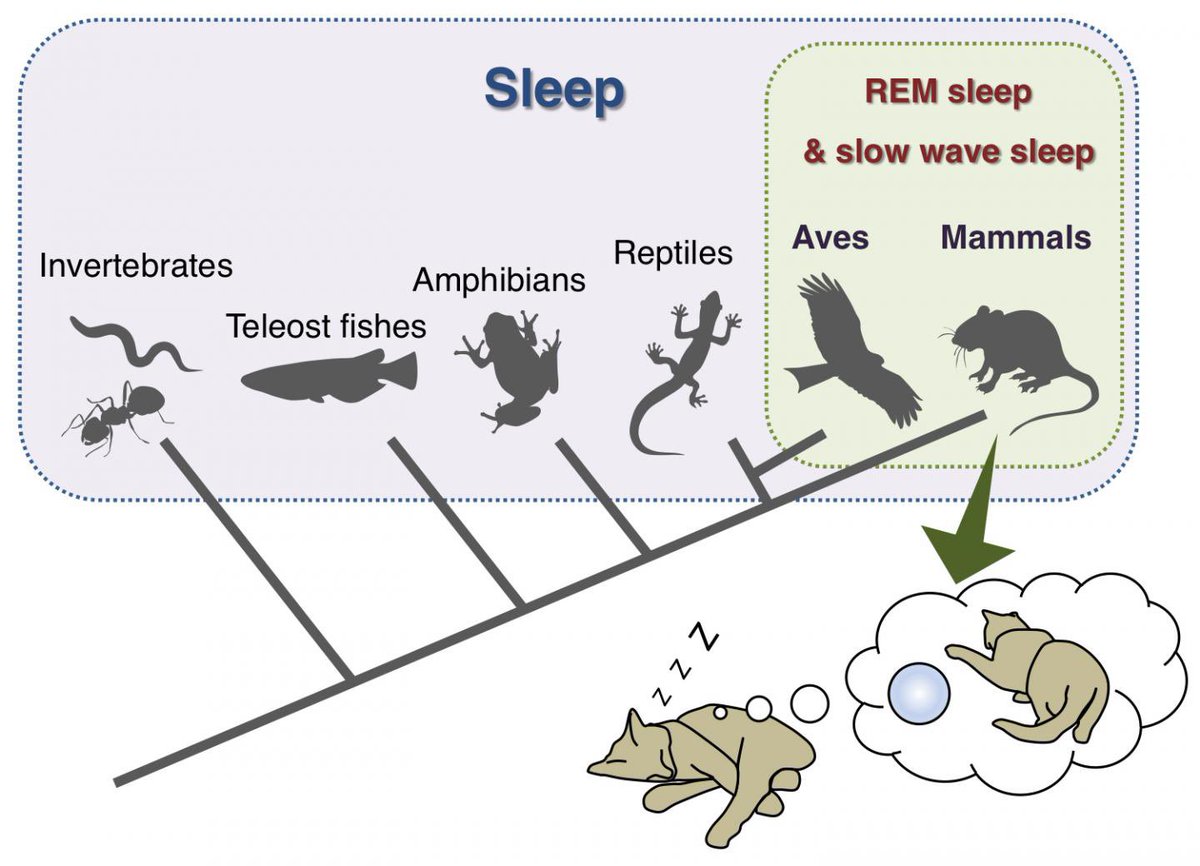 Across bird and mammal species, there is a relative consistency of features of sleepAnimal sleep scientists can demonstrate the classic distribution of REM and non-REM sleep we see in humans (it’s much harder to prove presence/absence of these in evolutionarily older species)