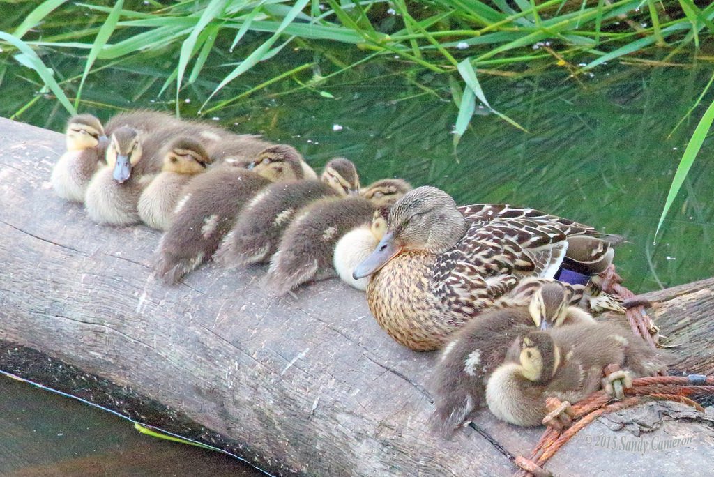 In flocks - or ducks sleeping in a row - those on the outside tend to sleep less deeply than those in the middle, to help protect the group as a whole