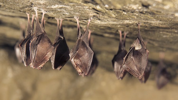 Different species spend different proportions of their lives asleepSome bat species are at the upper end - spending 20hrs/day, over 80% of their lives asleep!
