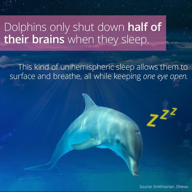 Dolphins, like some birds, sleep with one half of their brain at a time, making sure they stay alert for predators (and remember to come up for air from time to time)They alternate the sleeping brain hemisphere every couple of hours or so