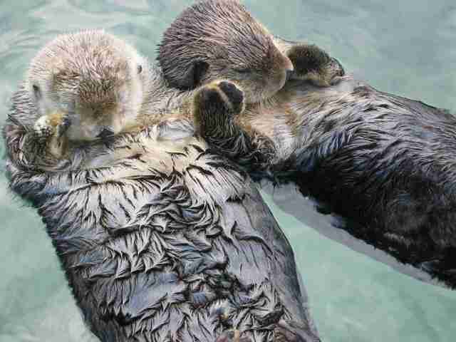 Otters are another species who have evolved protective behaviours to keep them safe while they sleep ... sleeping otters hold hands 