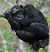 Many mammals sleep in multiple bursts of sleep through a 24 hour period - polyphasic sleep Most primate species, like us, tend to sleep in one predominantly consolidated sleep period at night - uniphasic sleep(though even that can vary in humans)