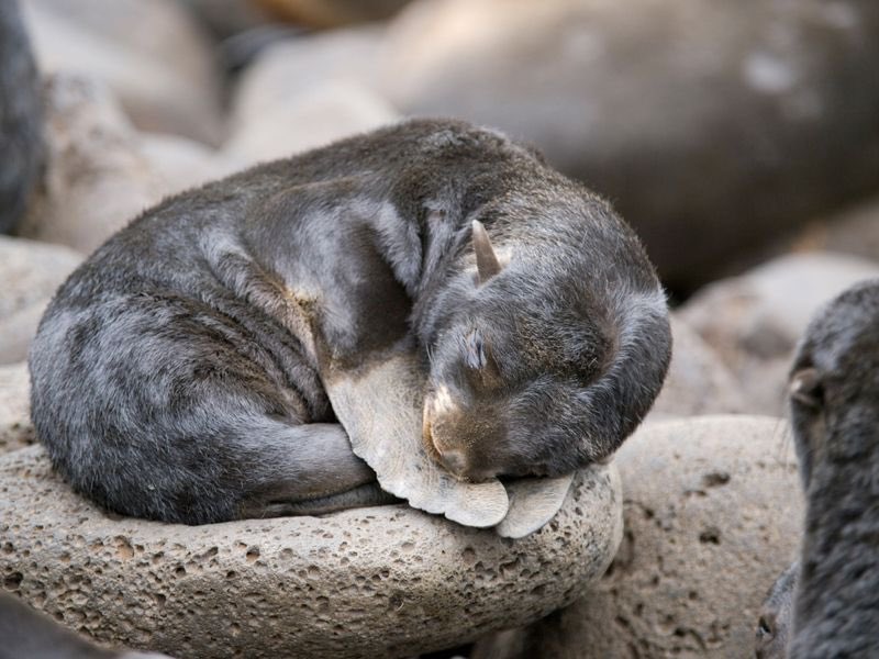 Although sleep is seen in all animal species, some can go to extremes humans would find punishing Seals can go for weeks without any REM (dream) sleep while at sea - and switch between sleeping with half a brain at sea, and their whole brain when sleeping on land