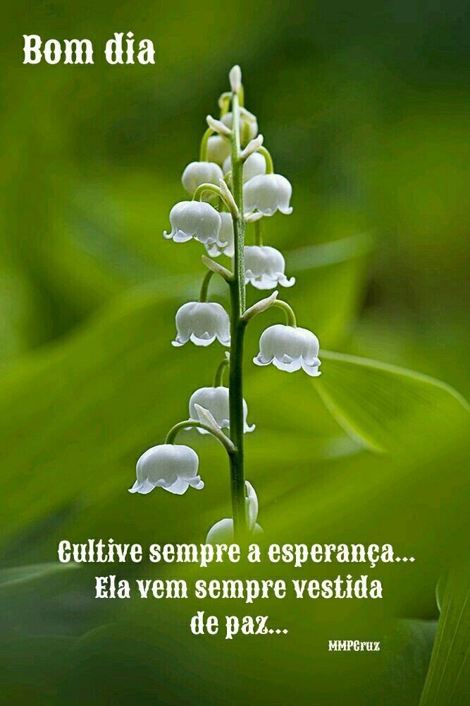 Twitter 上的 Gilcélia⚘: Twitter 上的 Gilcélia⚘: