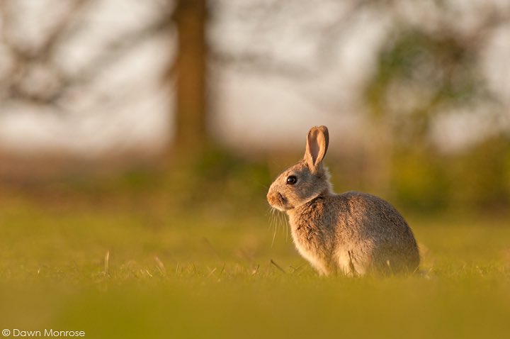 And, seeing as we’re down a rabbit-hole, how do rabbits sleep?Well, they tend to sleep both in the day AND at night, getting around 12 hours sleep in total - and are most active around dawn and dusk, which lets us describe them as crepuscular! (brilliant word)